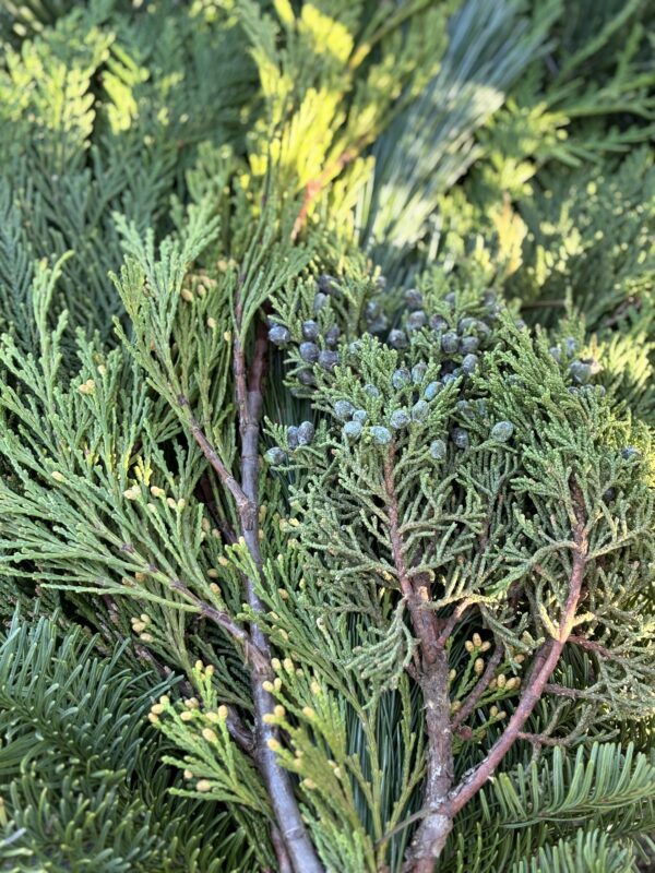 Close-up of diverse evergreen conifer branches.