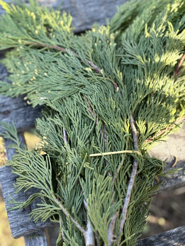 Close-up of green cedar branches on wooden surface.