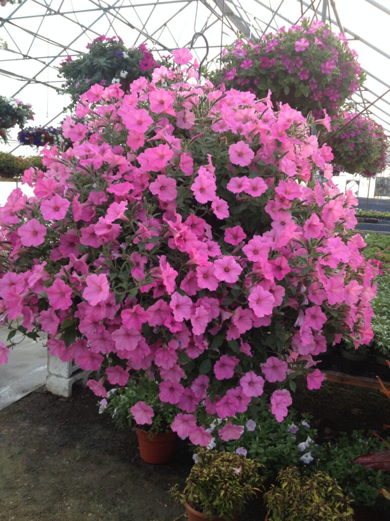 Large pink petunia plant in greenhouse.
