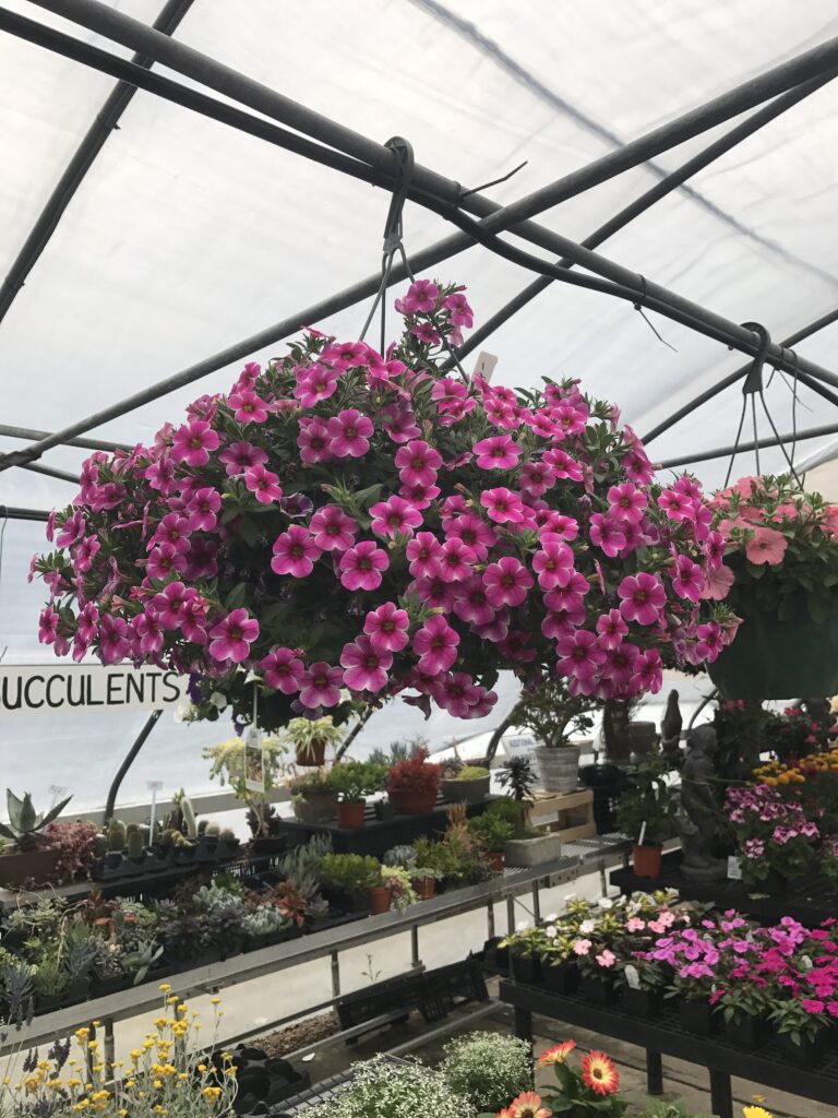 Hanging pink petunia basket in greenhouse with succulents.