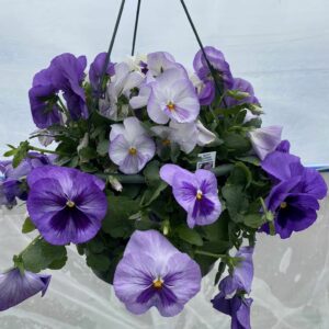 Hanging basket of blooming purple pansies