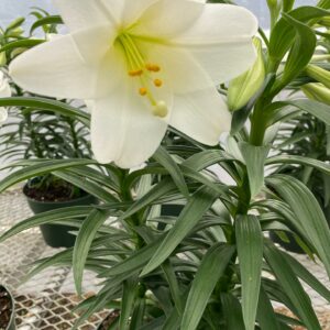 White lily flower blooming in greenhouse.