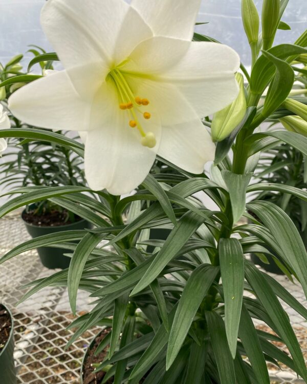 White lily flower blooming in greenhouse.