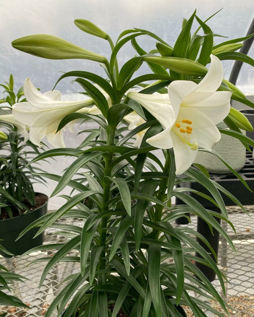 White lily flowers in greenhouse.