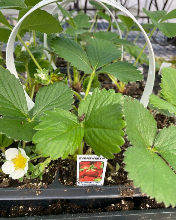 Eversweet strawberry plant with blossom in garden.