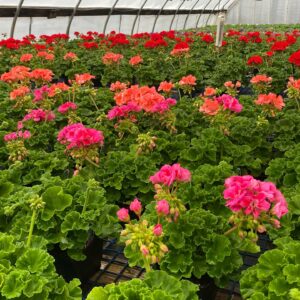Vibrant geraniums in greenhouse, floral nursery display.