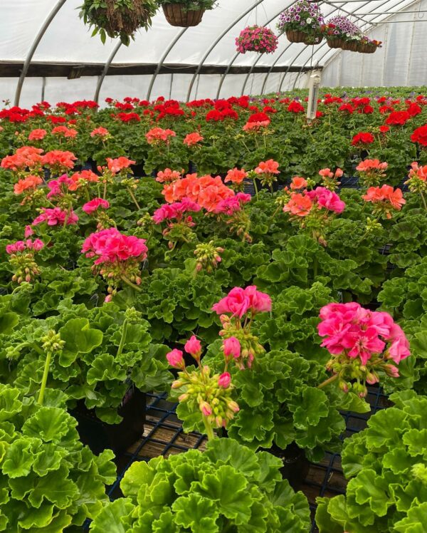 Vibrant geraniums in greenhouse, floral nursery display.