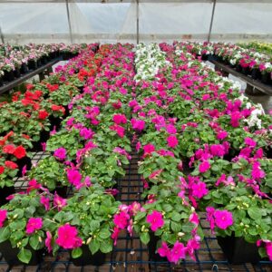 Colorful impatiens flowers in greenhouse.