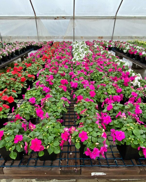 Colorful impatiens flowers in greenhouse.