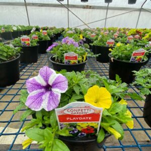 Colorful petunia flowers in garden center greenhouse.