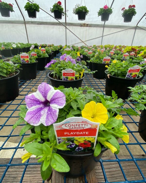 Colorful petunia flowers in garden center greenhouse.