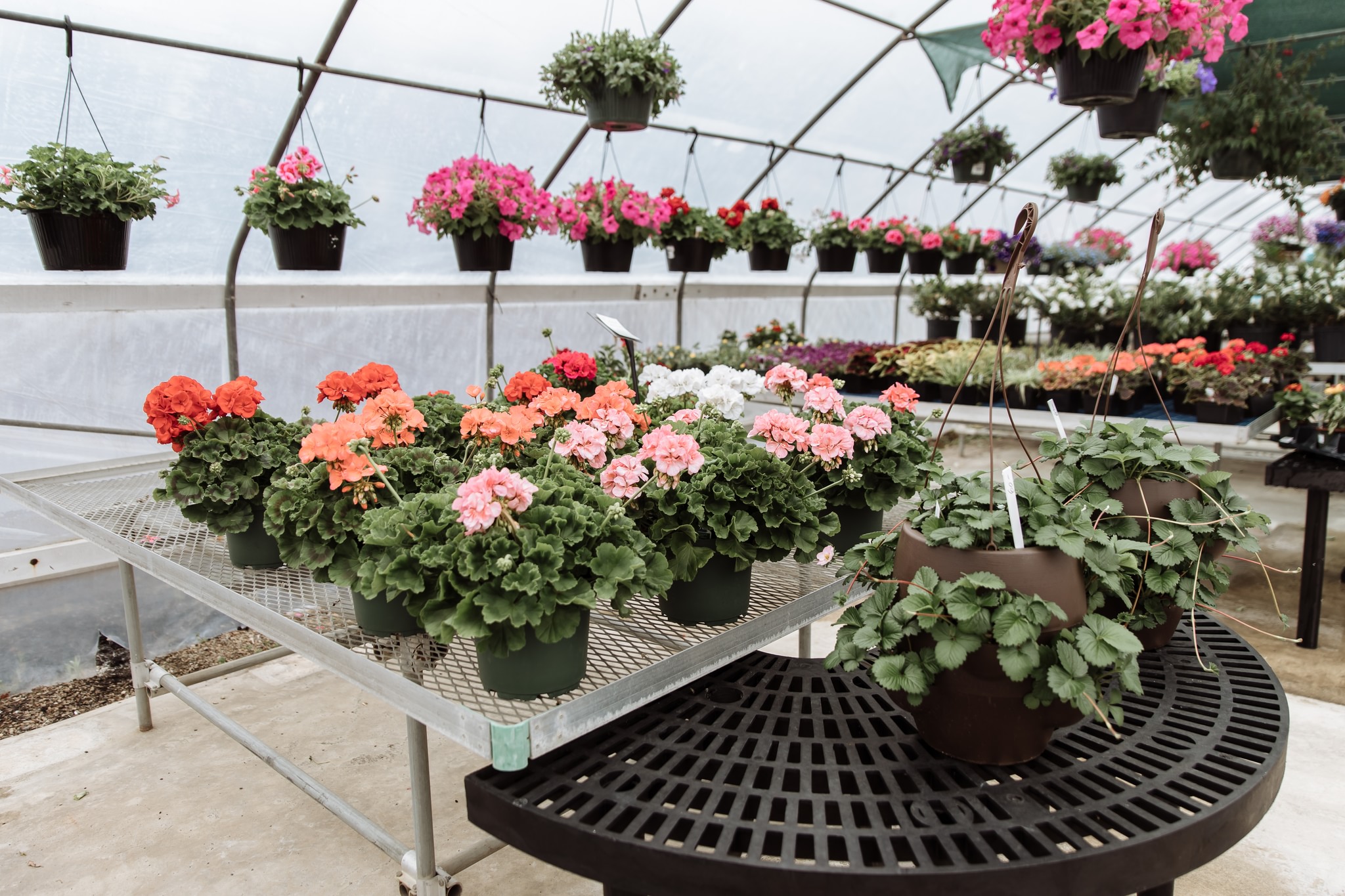 Colorful geraniums in greenhouse nursery.