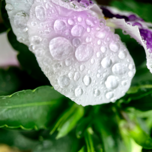 Close-up of dew on purple flower petal.