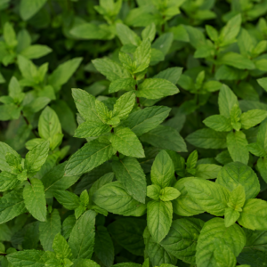 Fresh green mint leaves close-up