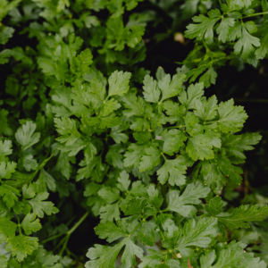 Fresh green parsley leaves close-up.
