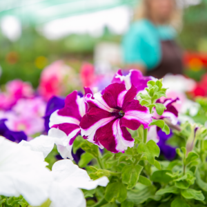 Close-up of vibrant purple and white petunias.