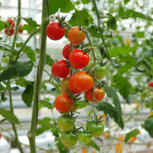 Ripe cherry tomatoes on vine in greenhouse.