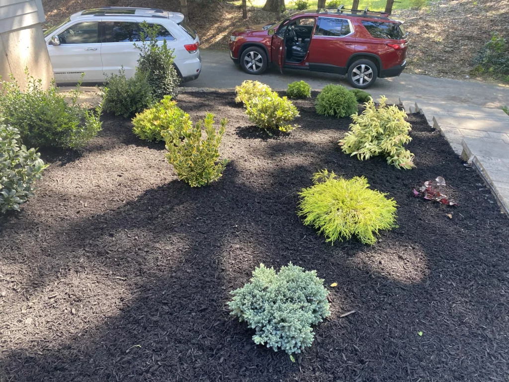 Freshly mulched garden with shrubs and parked cars.